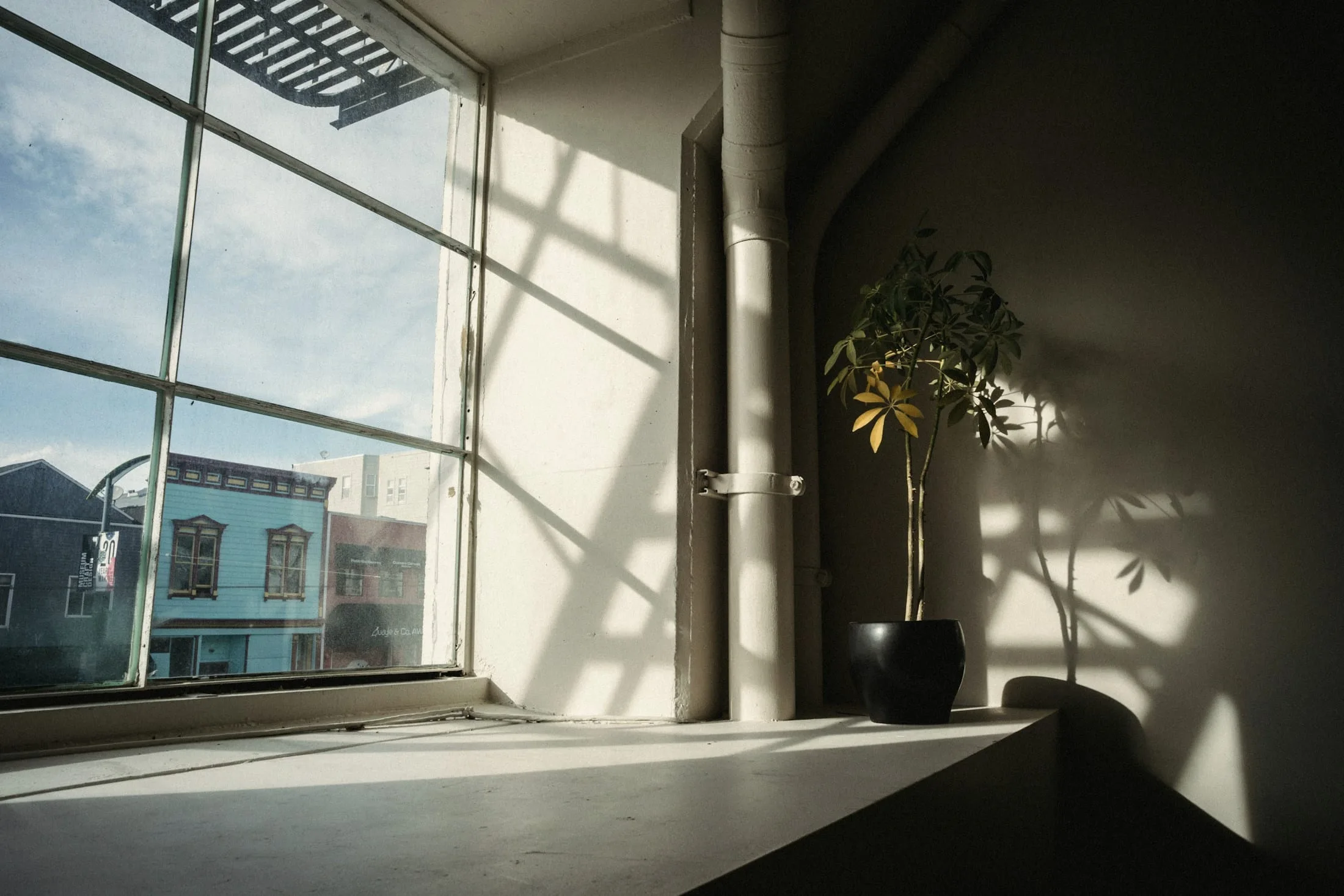 Sunlight from a tall window falling across a potted plant and a plaster wall